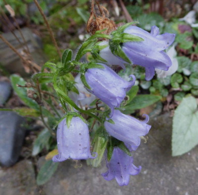 Campanula barbata ...    6.9.17 032.jpg