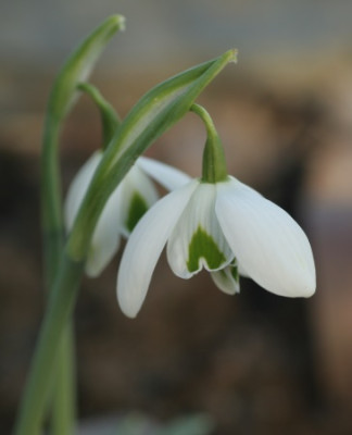 galanthus_desdemona_4530.jpg