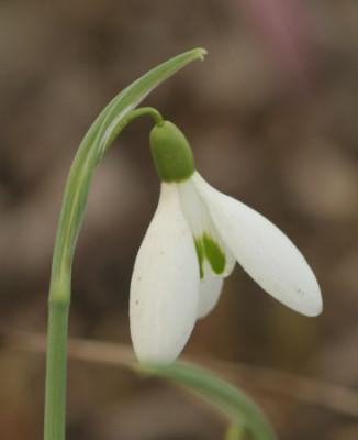galanthus_atkinsii_4541.jpg