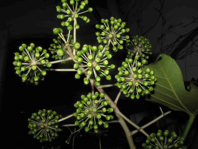 Fatsia8.jpg