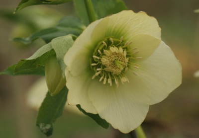 helleborus_orientalis_gelb_4544.jpg
