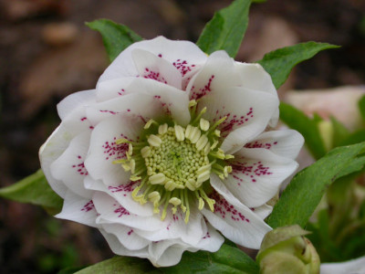 Helleborus_double_guttatus.jpg