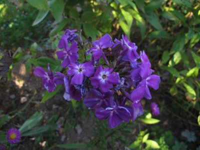 phloxlila15.img.JPG