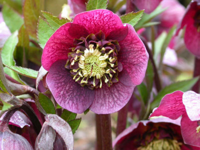 Helleborus_anemonenblutig_purpur.jpg