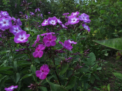 phloxuspech0.img.JPG