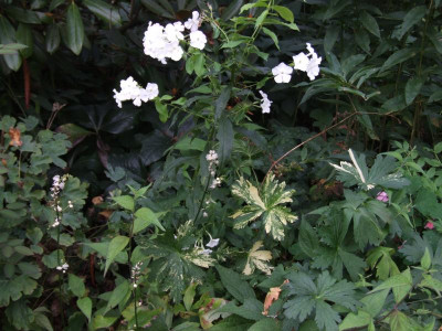 DSCF4411.JPG