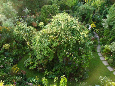 Clematis_September.jpg