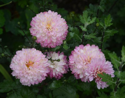 Chrysanthemum-Brautstrauß.17-2.jpg