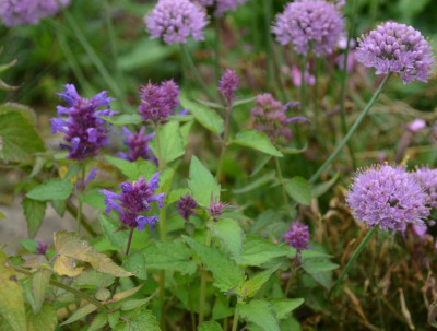 Agastache-BlueBoa.17-1.jpg