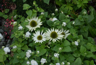 Echinacea-Virgin-17-1.jpg