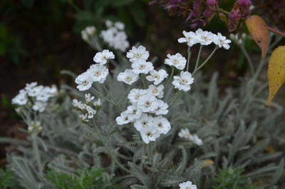 Achillea_ageratifolia.17-1.jpg