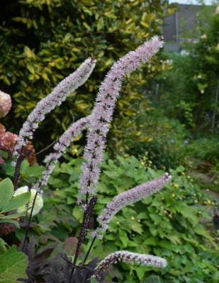 Cimicifuga-PinkSpike.17-2.jpg