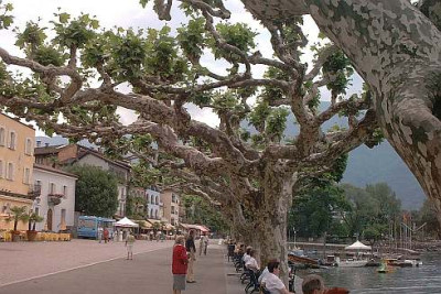 Ascona_geputzte_400jahrige_Platanen.jpg