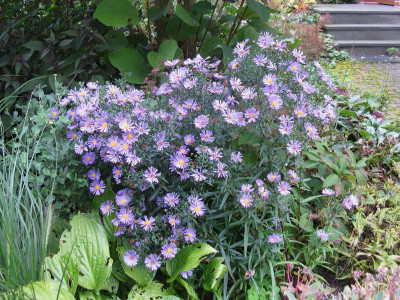Aster blau Habitus.JPG