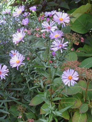 Aster blau Blütenstand.JPG
