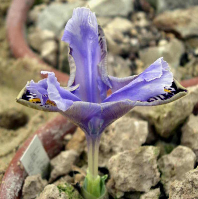 Iris_stenophylla_ssp.allisonii_2007-02-01.JPG