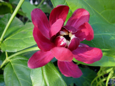 Calyc.HartlageWine3.jpg