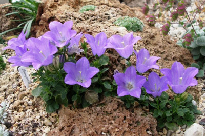 Campanula Joe Elliot 2009.JPG