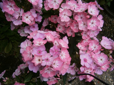 Phlox 006.JPG