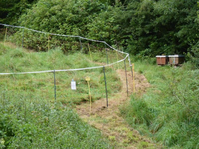 friedlichmitbienen17.JPG