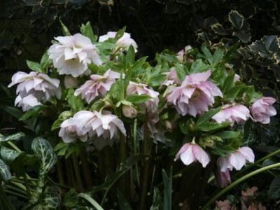 rosa_gefullt.jpg