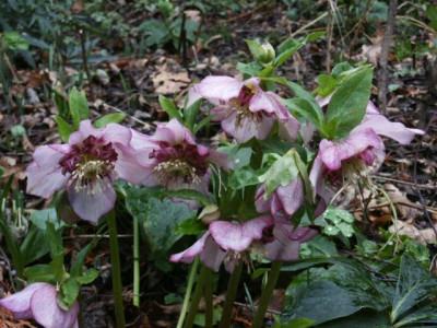 anemone.jpg