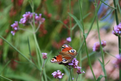 Schmetterling0417.JPG