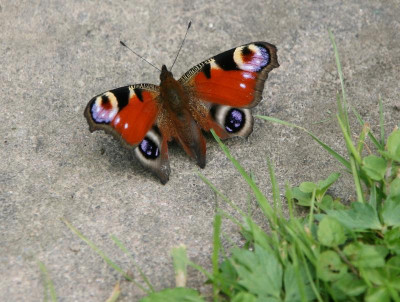 Schmetterling0717.JPG