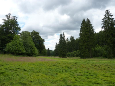 wohlkopfswiesenpanorama17.JPG