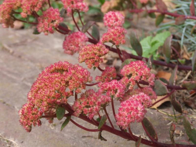 DSCF4385.JPG