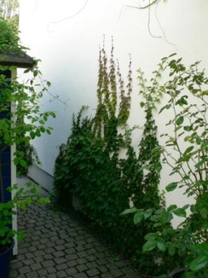 EfeuwandHerbst06.jpg