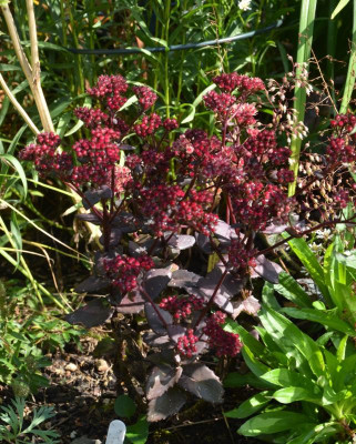 Sedum-Sämling.17-1.jpg