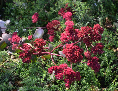 Sedum-Sämling.17-2.jpg