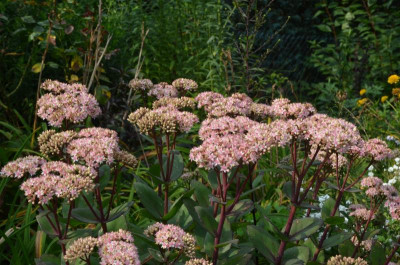 Sedum-Matrona.17-1.jpg