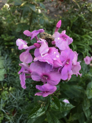 Phlox NSH2.jpeg