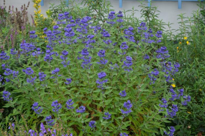 Caryopteris-dunkelblau.17-2.jpg