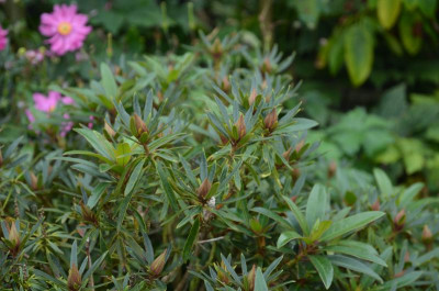 Rhododendron-Graziella.17-1.jpg