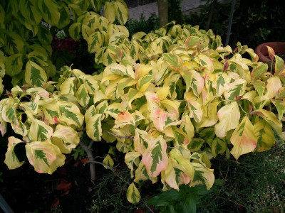 Cornus.17-2.jpg