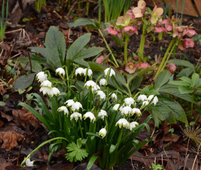 Leucojum_vernum.16-2.jpg