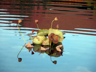 lotus_herbst.jpg
