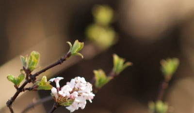viburnum_farreri_2007-02.jpg
