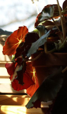 begonia_sp._blaetter.jpg