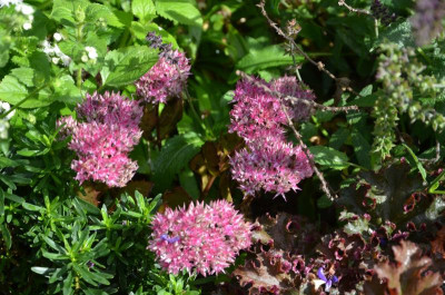 Sedum-BirthdayParty.17-1.jpg