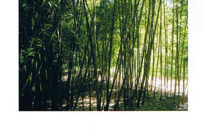 Boryana_im_July_2_001.jpg