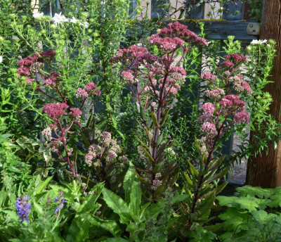 Sedum-schmaleBlätter.17-1.jpg