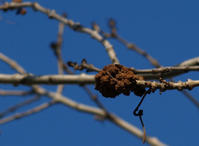 2007-01-31eschenknubbel.jpg