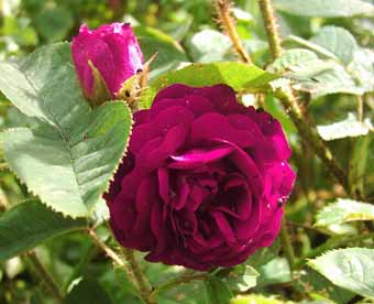 Detas_Garten_rote_Moosro_2_Kopie.jpg