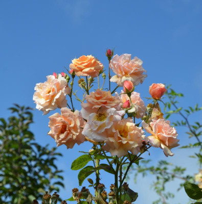 Rose-ScentedWhisper.17-5.jpg