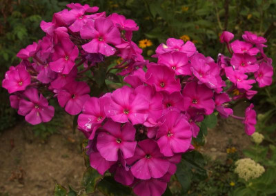 187.Sä.2014_Ga 2_P9091394.JPG