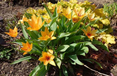 Tulipa-Shogun.15-1.jpg